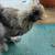 FREE SILKIE ROOS 3 thumbnail