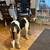 Treeing walker hound 7 month pup 4 thumbnail