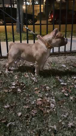 BULLY (Chicago)63848346133251121
