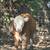Cattle 1 thumbnail