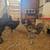 Chickens 5 thumbnail