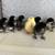 Chicks Large black Brahma and Cochin 5 thumbnail