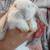 Mini Lops 10 thumbnail
