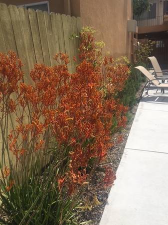 $1,900 / 1br - 535ft2 - On-Site Management, Cable Ready, Extra Storage (701 N. Mobil Ave, Ventura County, CA)63981242964354124