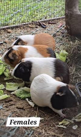 Cobayas disponibles para adopción (Homestead)