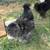 Sweet silkie roosters for sale 4 thumbnail