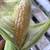 Corn 1 thumbnail