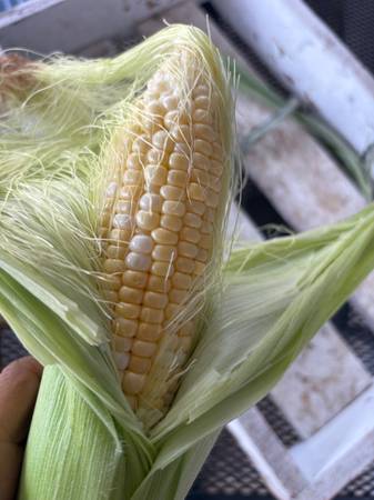 Corn 1