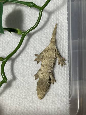 Baby Isle Of Pines Leachianus Gecko (Grayson)63739455555843120