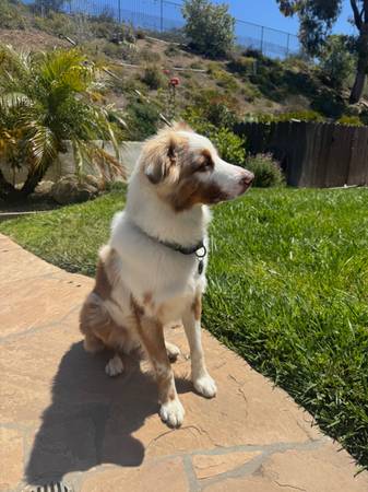 Aussie Australian Shepherd (Thousand Oaks)63439040725761121