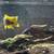 4 african cichlids 4 thumbnail