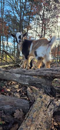 Nigerian dwarf buckling 1