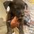 Pitbull staffy mix puppies free to a good home 4 thumbnail