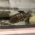 Red Eared slider Turtle and Tank 2 thumbnail