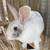 Rabbits 2 thumbnail