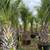 Sabal Palms / Cabbage Palms 3 thumbnail