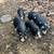 piglets 1 thumbnail