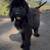 Rehoming Bernedoodles 12 thumbnail