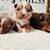 Mini aussies 1 thumbnail
