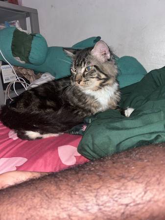 Male cat needs a home (Yonkers)