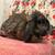 Female bunny lop 2 thumbnail