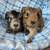 Guinea Pigs 1 thumbnail