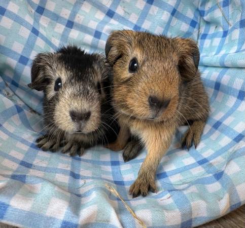 Guinea Pigs 1