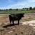 Heifer 2 thumbnail