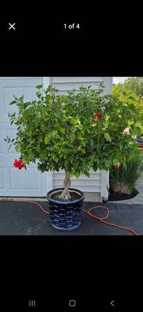 Mature Hibiscus Braided Tree Plant 1