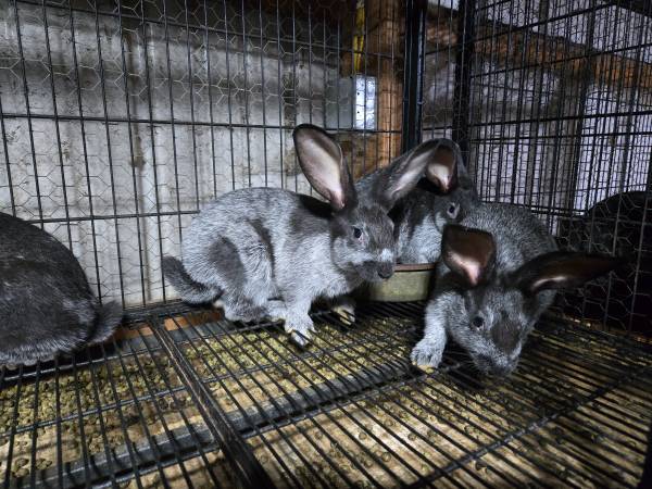 Champagne D'Argent Meat Rabbits 1