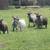 Pygmy Goats 1 thumbnail