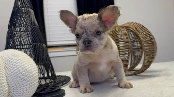 Fluffy female frenchie puppy (Melbourne)63867089771011122