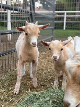 Cabra enano nigeriano bebé (macho/burro) (Bakersfield)64014696276099122