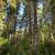 Rare upper North Fork 14.54 acres 2 thumbnail