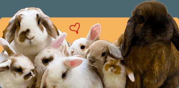 Lop bunnies for adoption 1