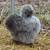Breeding pair of Silkie Chickens 1 thumbnail