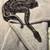 Female Ball python 4 thumbnail