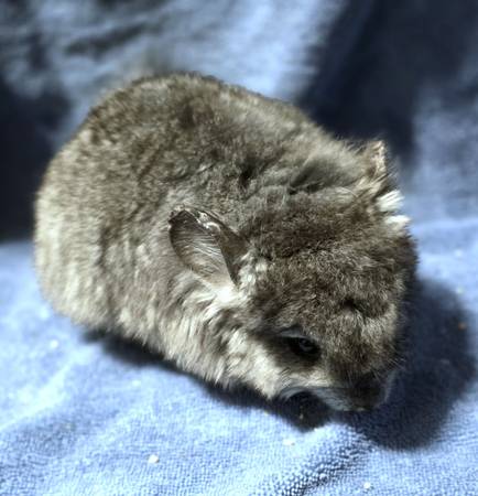 RPA ebony angora female chinchillas (Ankeny)63671572972675122
