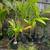 Assorted Potted Tropical Fruit Trees 2 thumbnail