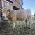 4H/FFA Steer 6 thumbnail