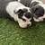 Puppys available 4 thumbnail
