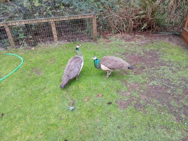 Young peacock born last summer 1