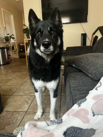 Rehoming Cooper (Pitbull Mix) & Rowan (Husky Mix)63839343267713122