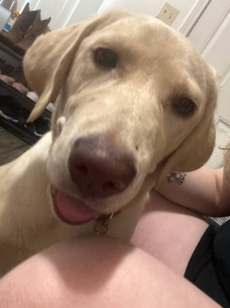 AKC cachorro labrador amarillo de 7 meses (Olympia)63826636834563123