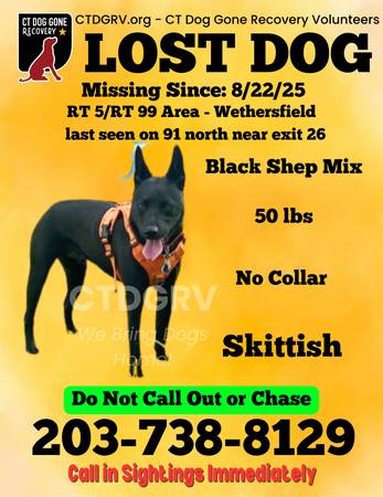 Lost dog - medium sized black shepherd mix 1