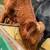 Limousine Bull 4 thumbnail
