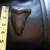 5" Megalodon Tooth 1 thumbnail