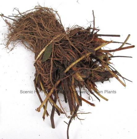 Bare Root Strawberry Plants - Time for Fall Planting 1