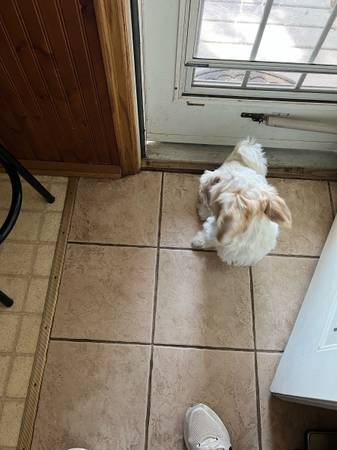 Shih tzu Yorkie mix (Marshall)63850258496129122