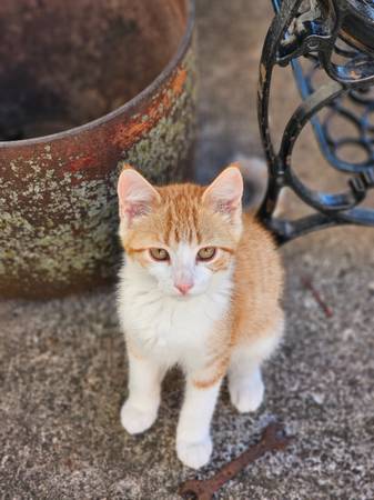Adorables gatitos (Colfax)63671605596803121
